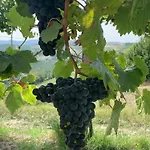 Barbera *