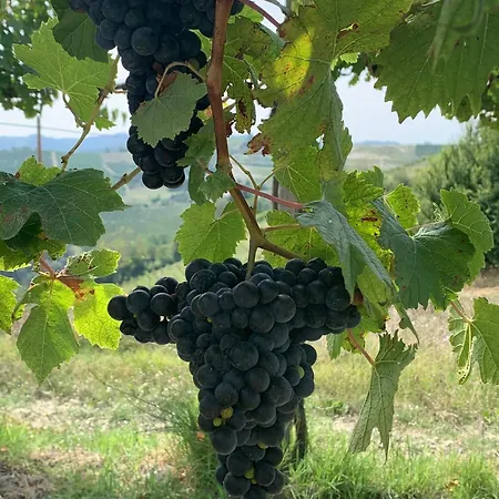Barbera *