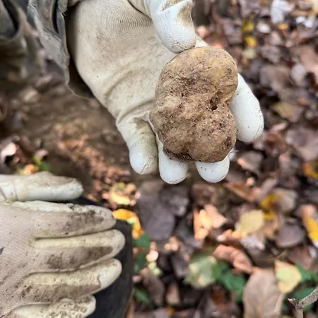 Barbera * Castel Rocchero