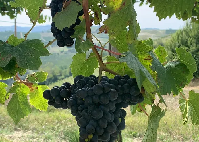 Barbera *
