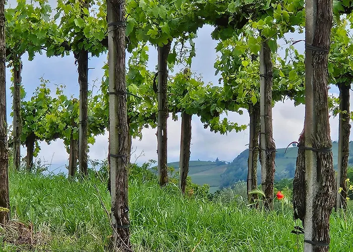 Апартаменты Barbera Castel Rocchero