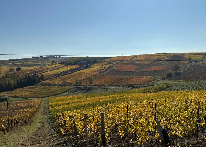 Barbera