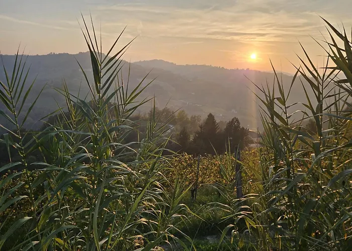Barbera Castel Rocchero